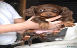 Dachshund dogs for sale: true miniature dachshund puppies  - Image 2
