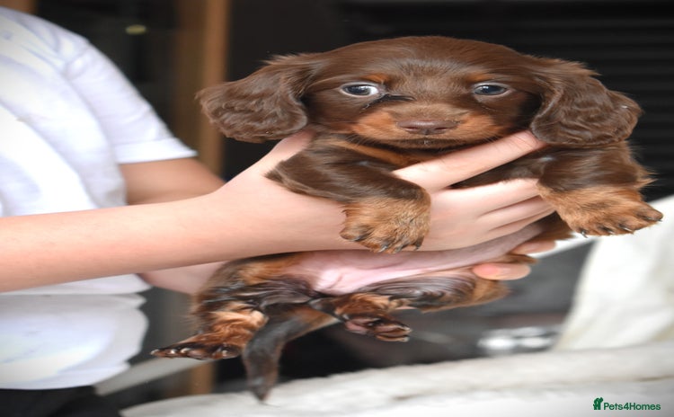 Dachshund dogs - Advert 9