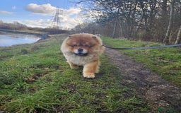 Chow Chow dogs for stud: Chow chow stud - Image 2