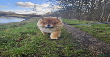 Chow Chow dogs - Advert 10