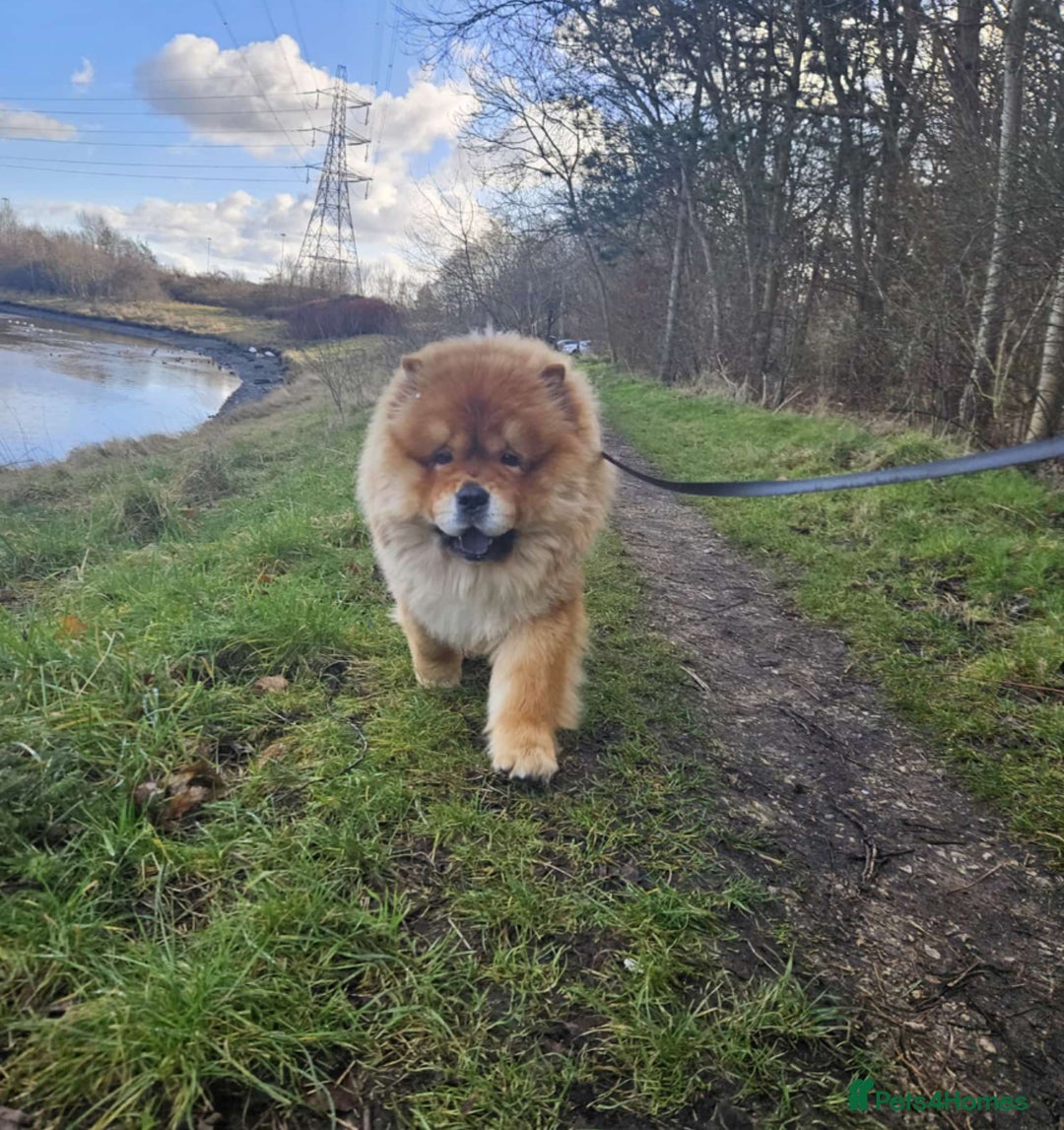 Chow Chow dogs for stud: Chow chow stud - Image 2