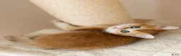 British Shorthair cats for sale: Golden Blue and Golden BSH kittens - Advert 13