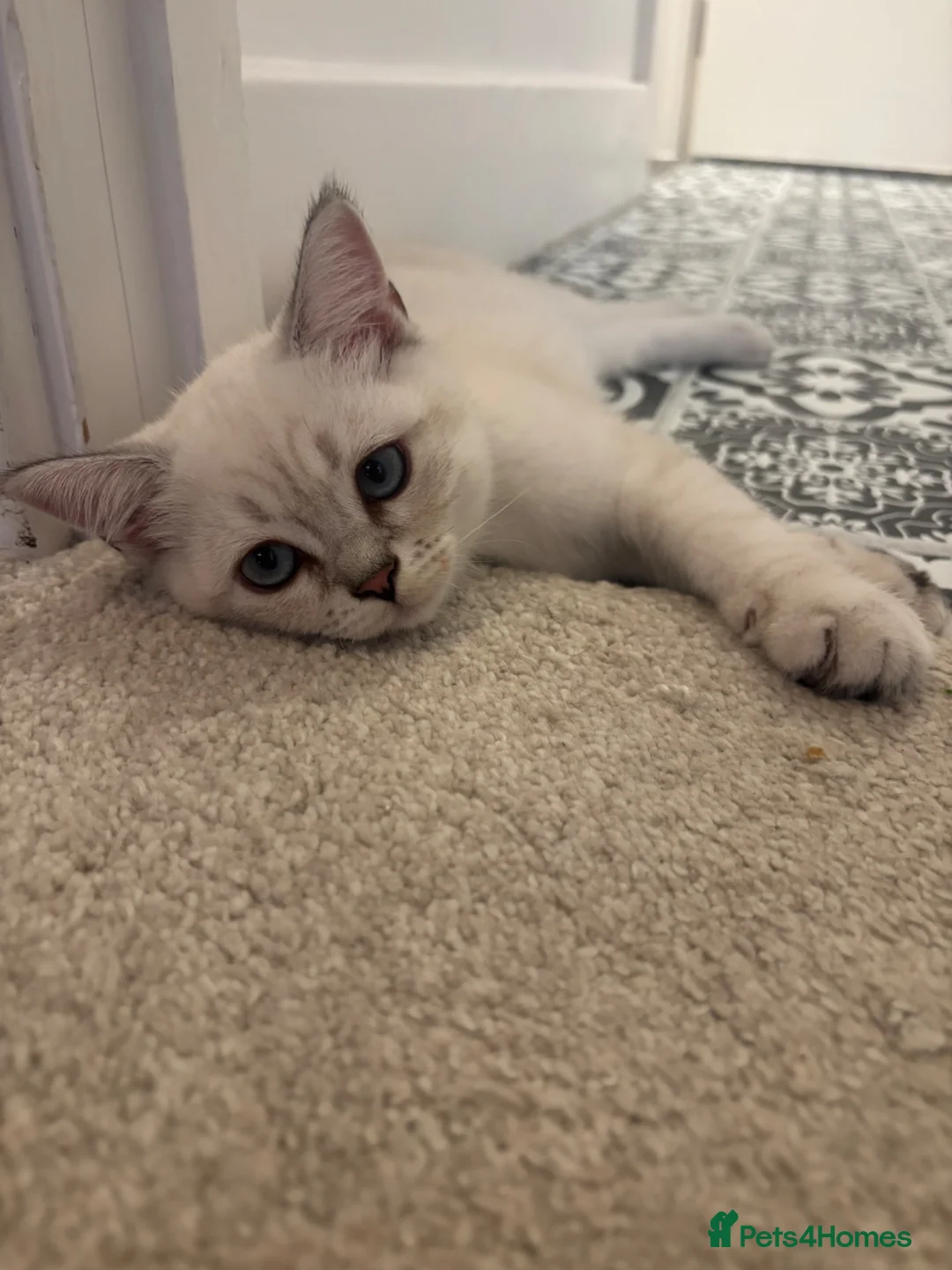 Scottish Fold cats for sale: ONE SCOTTISH STRAIGHT BOY LEFT - Advert 2