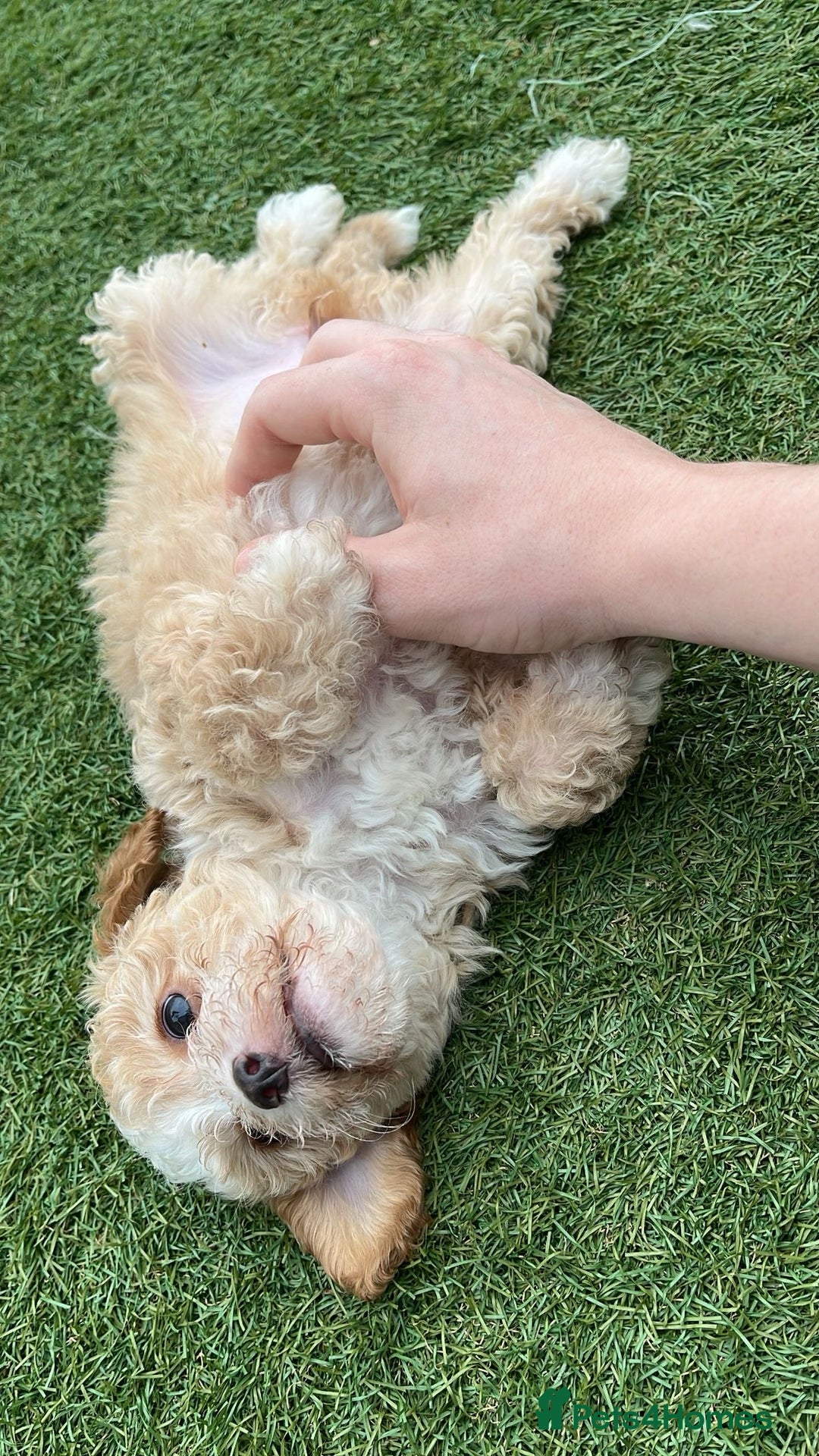 Cavapoo dogs for sale: Beautiful cavapoo puppies  - Image 35