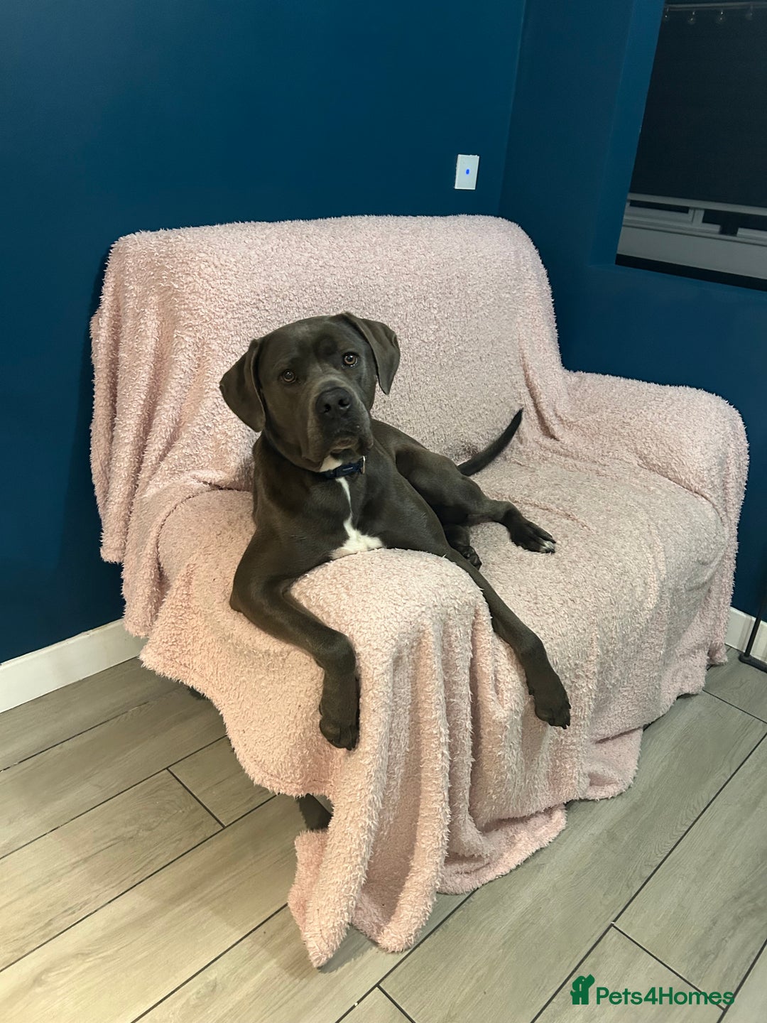Cane Corso dogs for sale: Male cane corso  - Image 3
