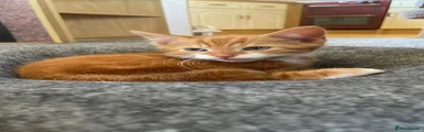 Rufus