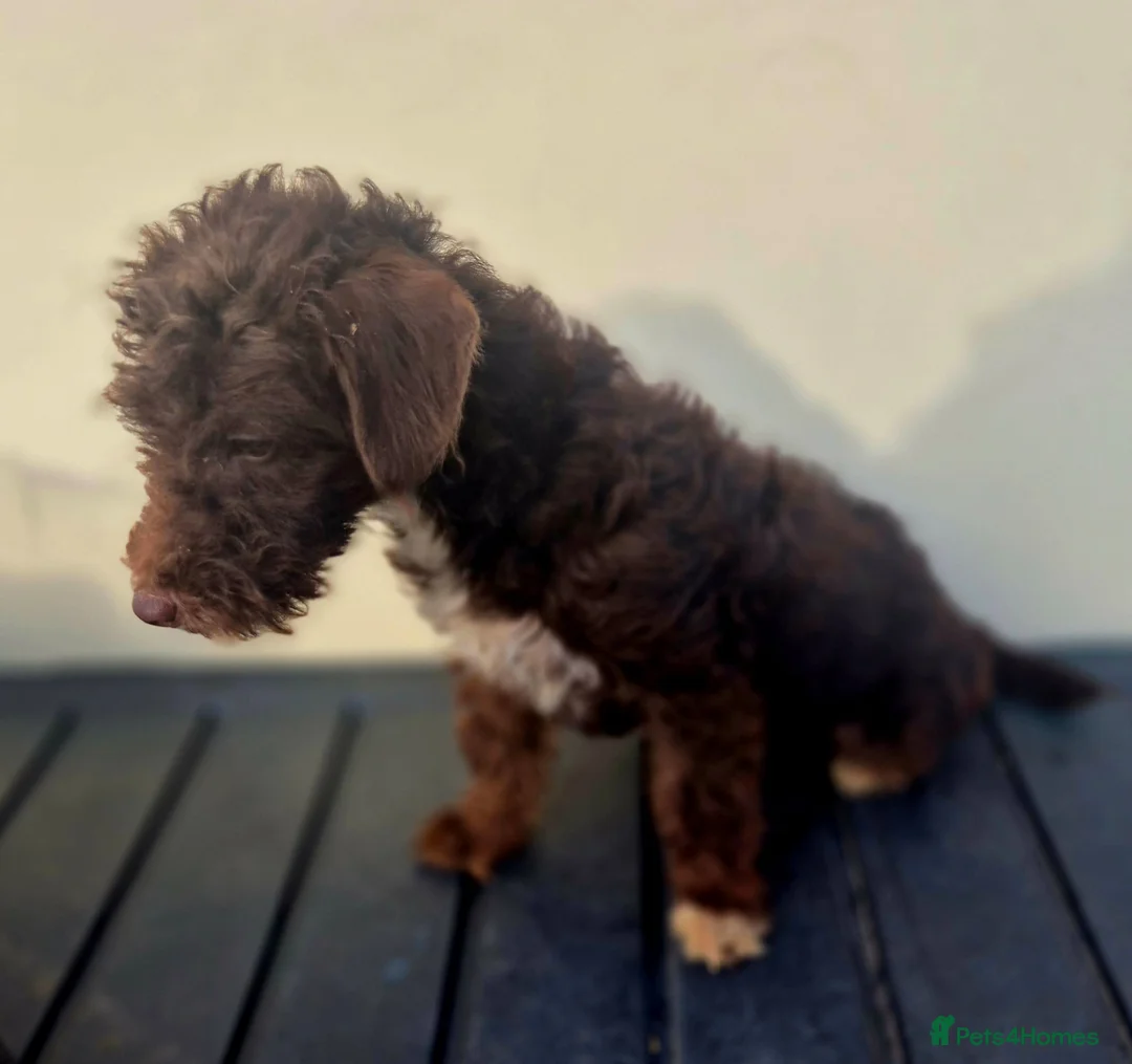 Jackapoo dogs for sale: Beautiful jackapoo puppies - Advert 5