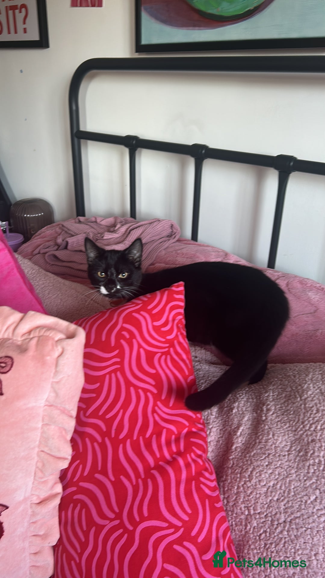 Mixed Breed cats for sale: Adorable 4 month old Tuxedo kitten - Advert 2