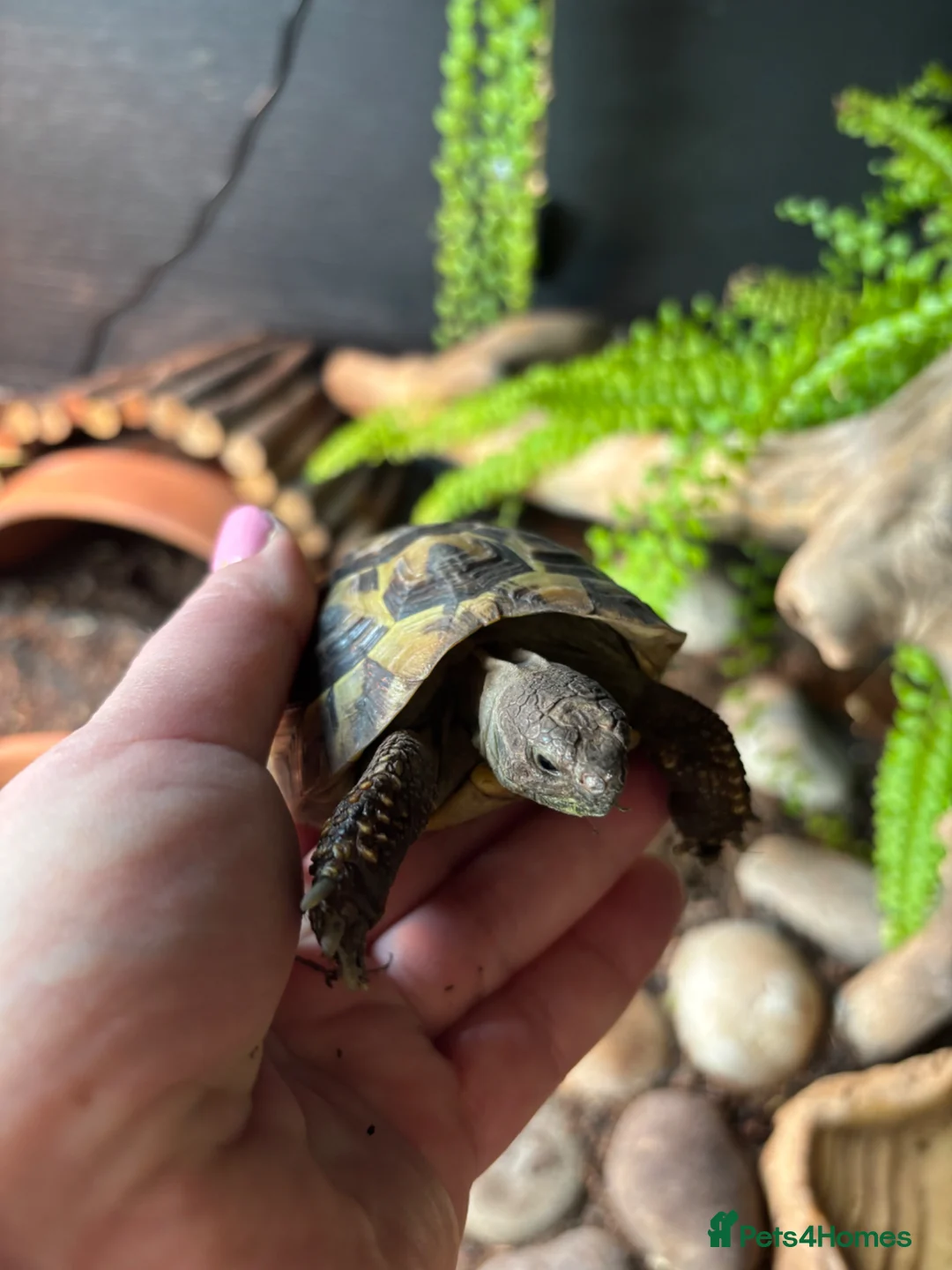 Hermann Tortoise reptiles for sale: Hermanns Tortoise - Advert 2