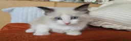 Ragdoll cats for sale: Pure Ragdoll Kittens  - Advert 30