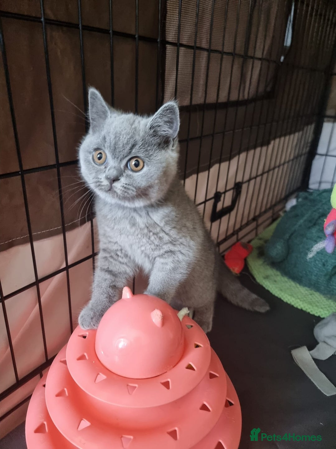 British Shorthair cats for sale: 3 Left Blue BSH Kittens Healthy GCCF Pedigree  - Image 20