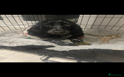 Cockapoo dogs for sale: Female Cockapoo Looking for Forever Home - Image 2
