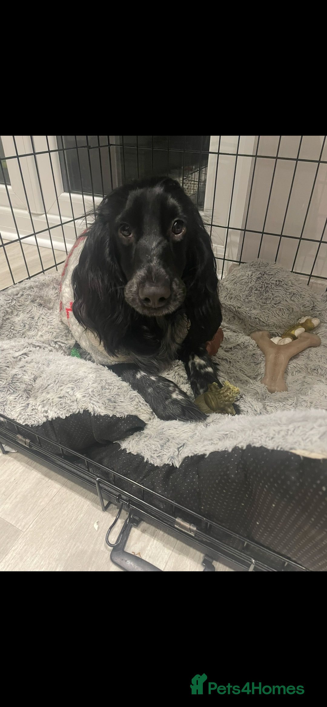 Cockapoo dogs for sale: Female Cockapoo Looking for Forever Home - Image 2
