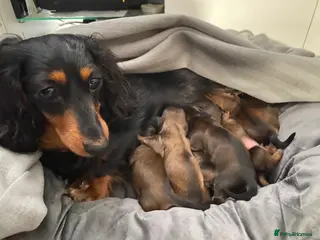 Miniature Dachshund dogs 6 miniature longhaired dachshund - - Advert 3
