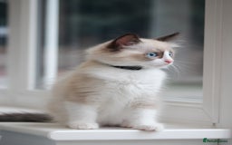 Ragdoll cats for sale: 🐈✨ Tica Registered Ragdoll Kittens in Tamworth - Image 9