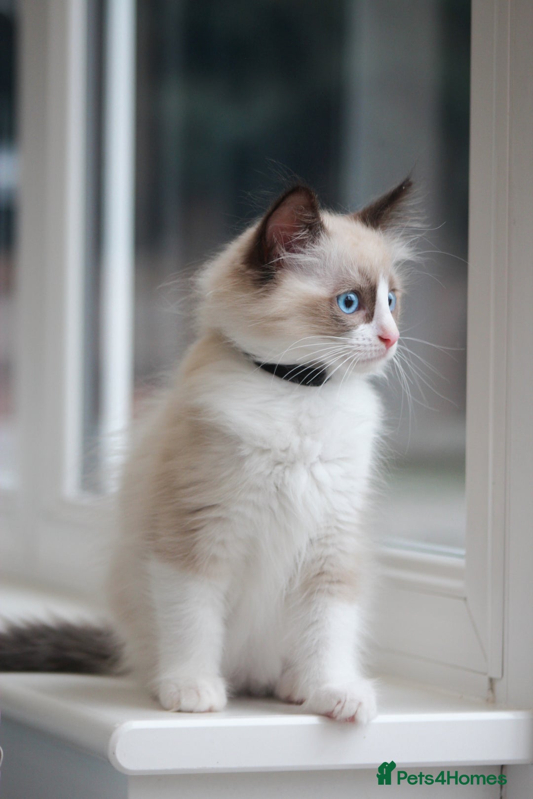 Ragdoll cats for sale: 🐈✨ Tica Registered Ragdoll Kittens in Tamworth - Image 9