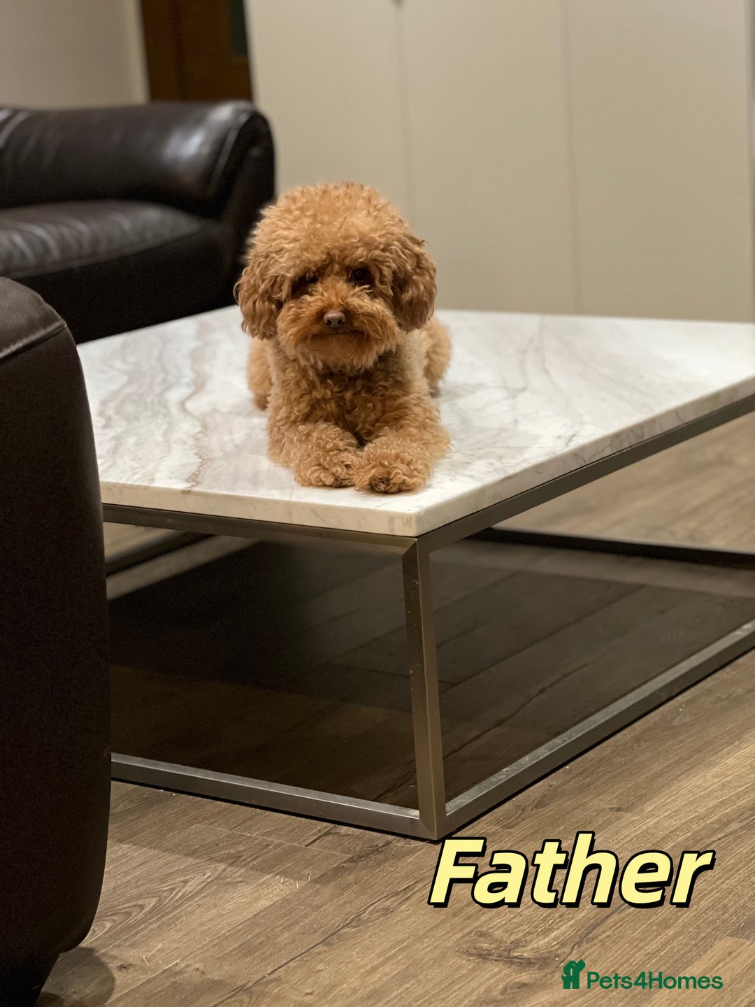 Toy Poodle dogs for sale: 4 stunning pure-bred Toy Poodle puppies - Advert 3