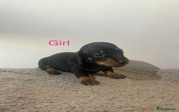 Miniature Dachshund dogs for sale: Beautiful miniature dachshund puppies - Image 3