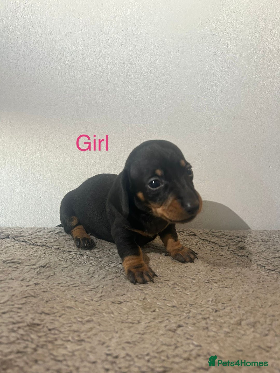 Miniature Dachshund dogs for sale: Beautiful miniature dachshund puppies - Image 3