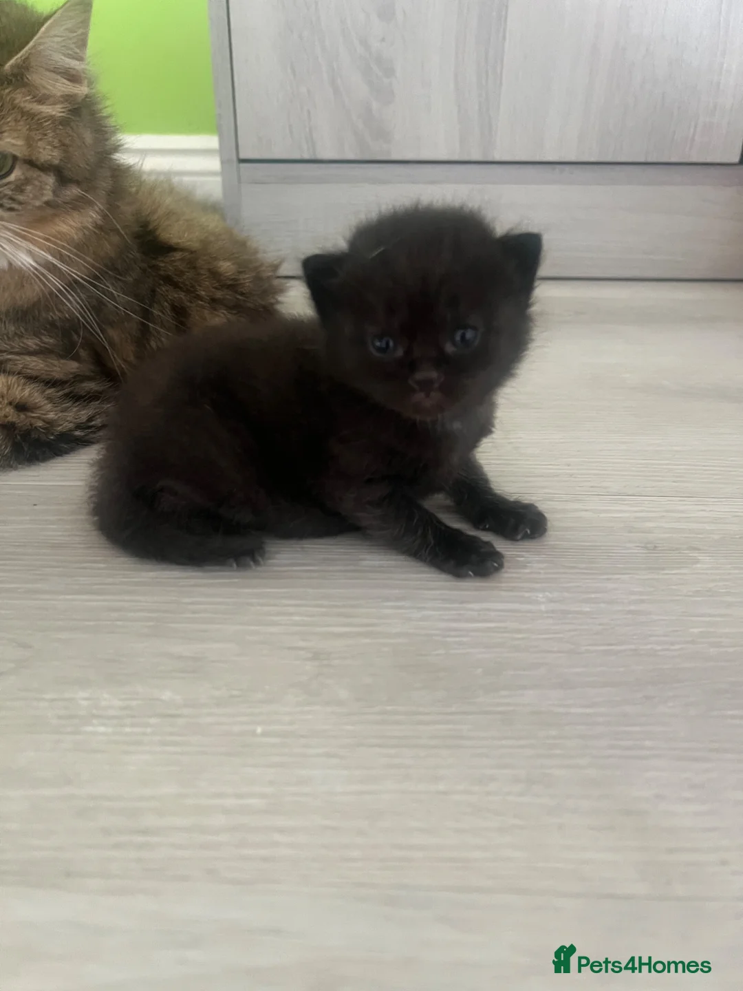 Mixed Breed cats for sale: Tabby and black kittens - Advert 15