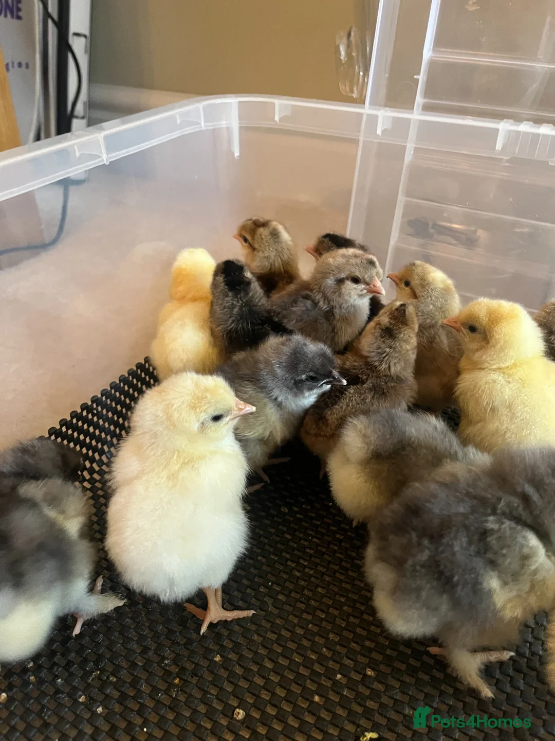 Chickens poultry for sale: Maran and La Bresse day old chicks in Stoke-on-Trent - Advert 2