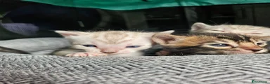 Bengal Kitten 1