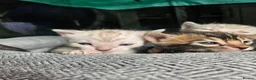 Bengal cats for sale: Stunning bengal kittens  - Advert 13