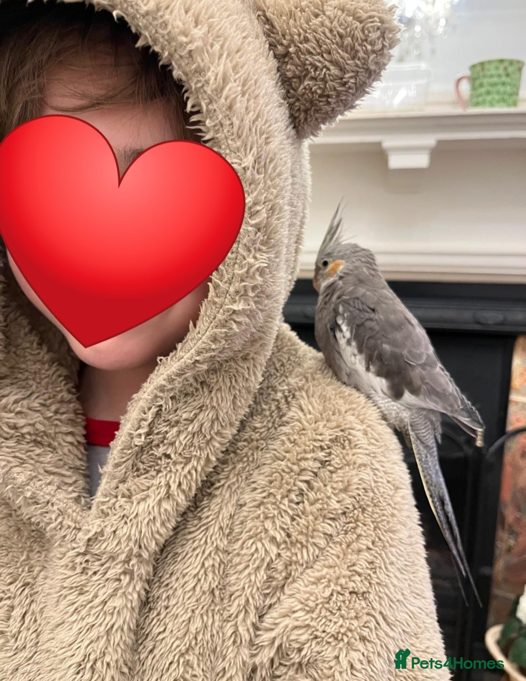 Cockatiels birds for sale: Tame Cockatiel with full set up. Beautiful boy ❤️ - Advert 4