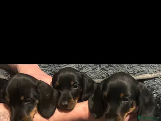 Dachshund dogs dachshundstandard xmini 3boys/3girls - Advert 2