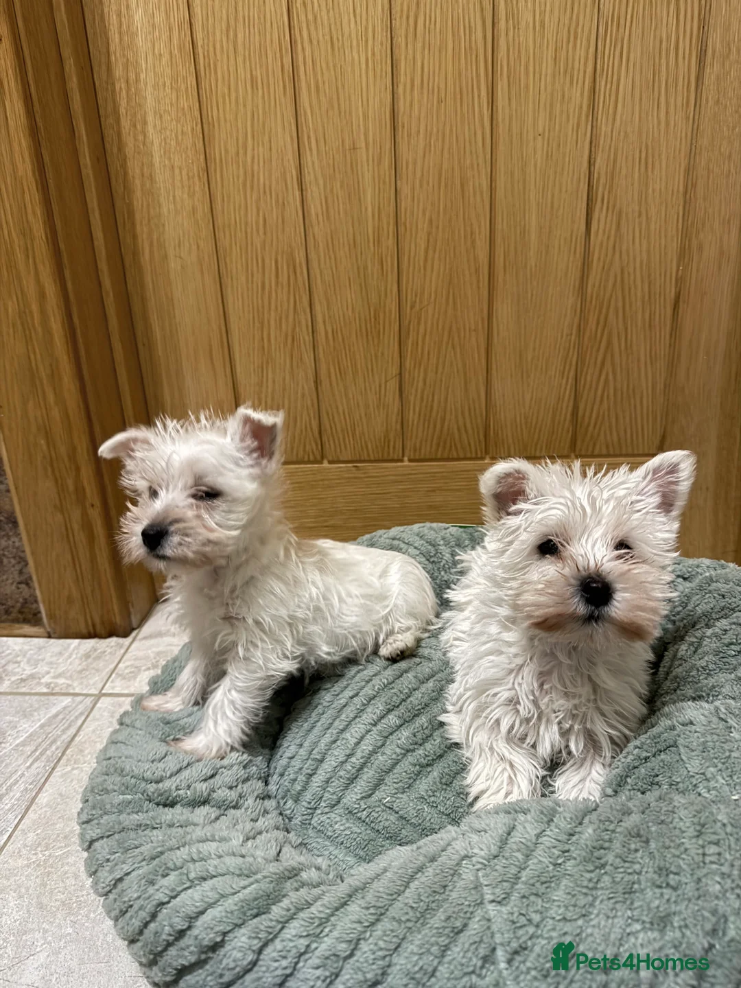 West Highland Terrier dogs for sale: Westies  - Advert 4