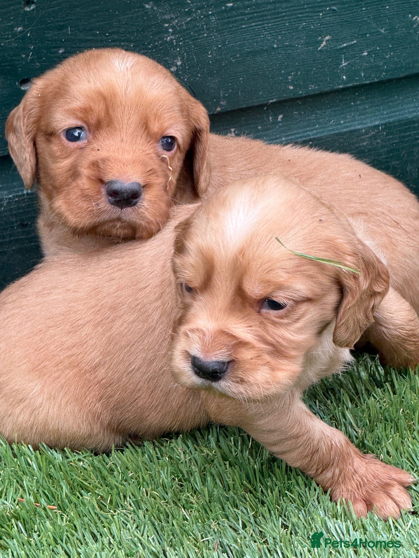 Cocker Spaniel dogs Stunning Health Tested KC WCS - Advert 1