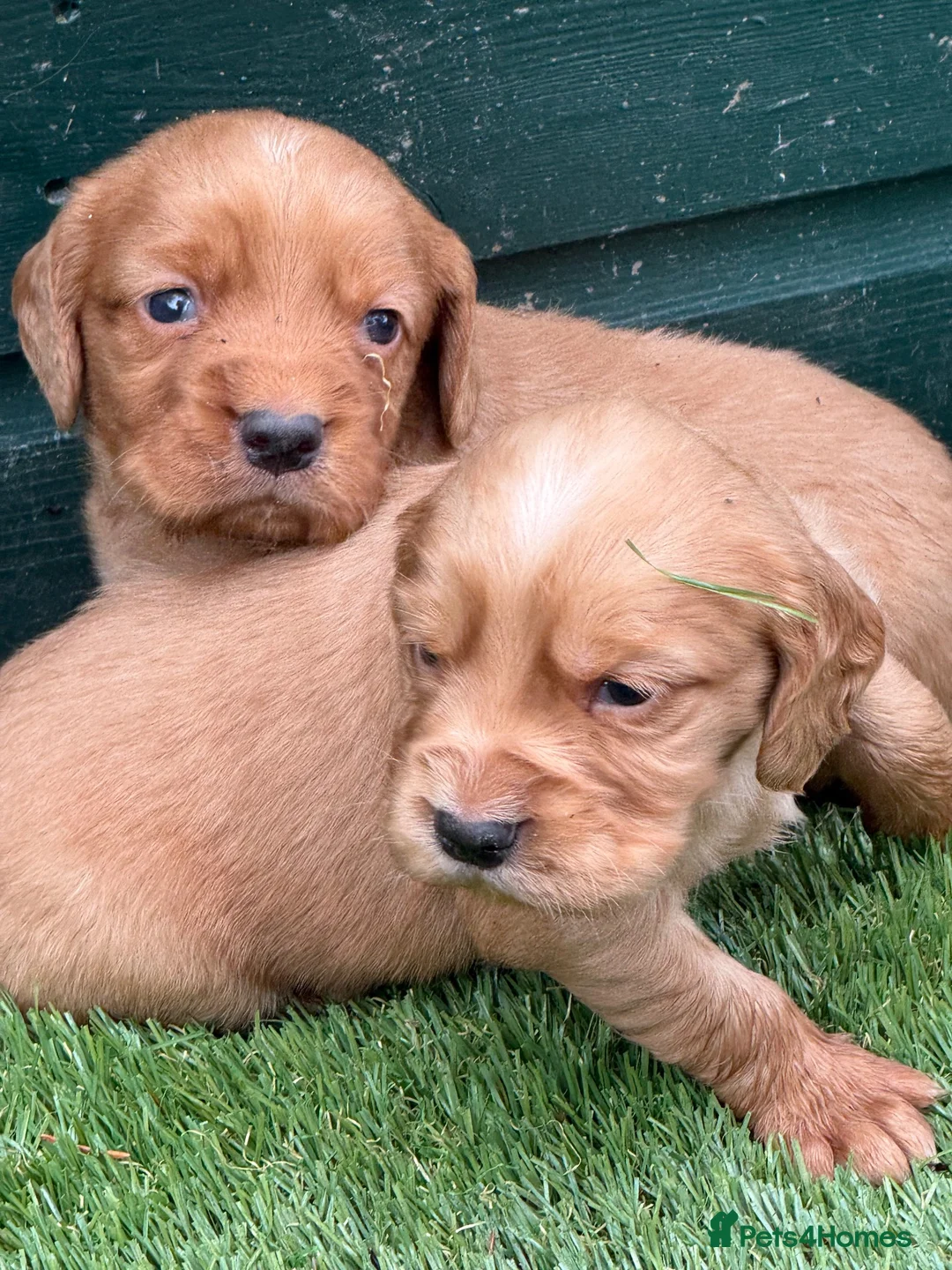 Cocker Spaniel dogs for sale: Stunning Health Tested KC WCS - Advert 1