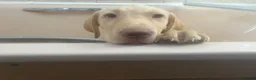 Labrador Retriever dogs for sale: Gorgeous Labrador Puppies, ready for forever homes - Advert 13