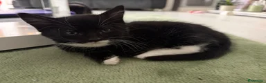 American Shorthair Kitten 2