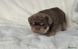 English Bulldog dogs for sale: British bulldog  - Image 24
