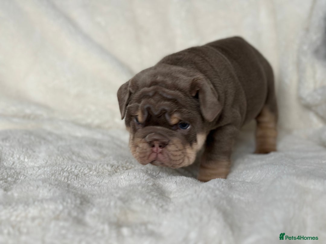 English Bulldog dogs for sale: British bulldog  - Image 24