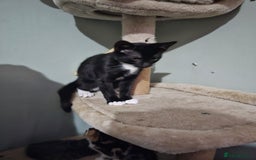 Mixed Breed cats for sale: Black and white Tuxedo cats - Image 2