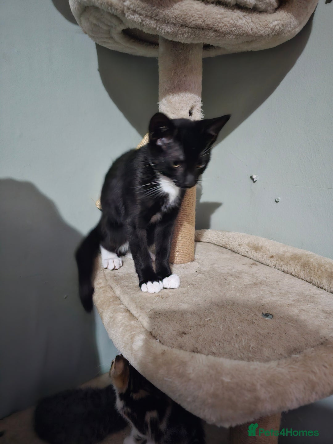 Mixed Breed cats for sale: Black and white Tuxedo cats - Image 2