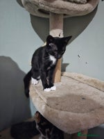 Mixed Breed cats - Advert 8