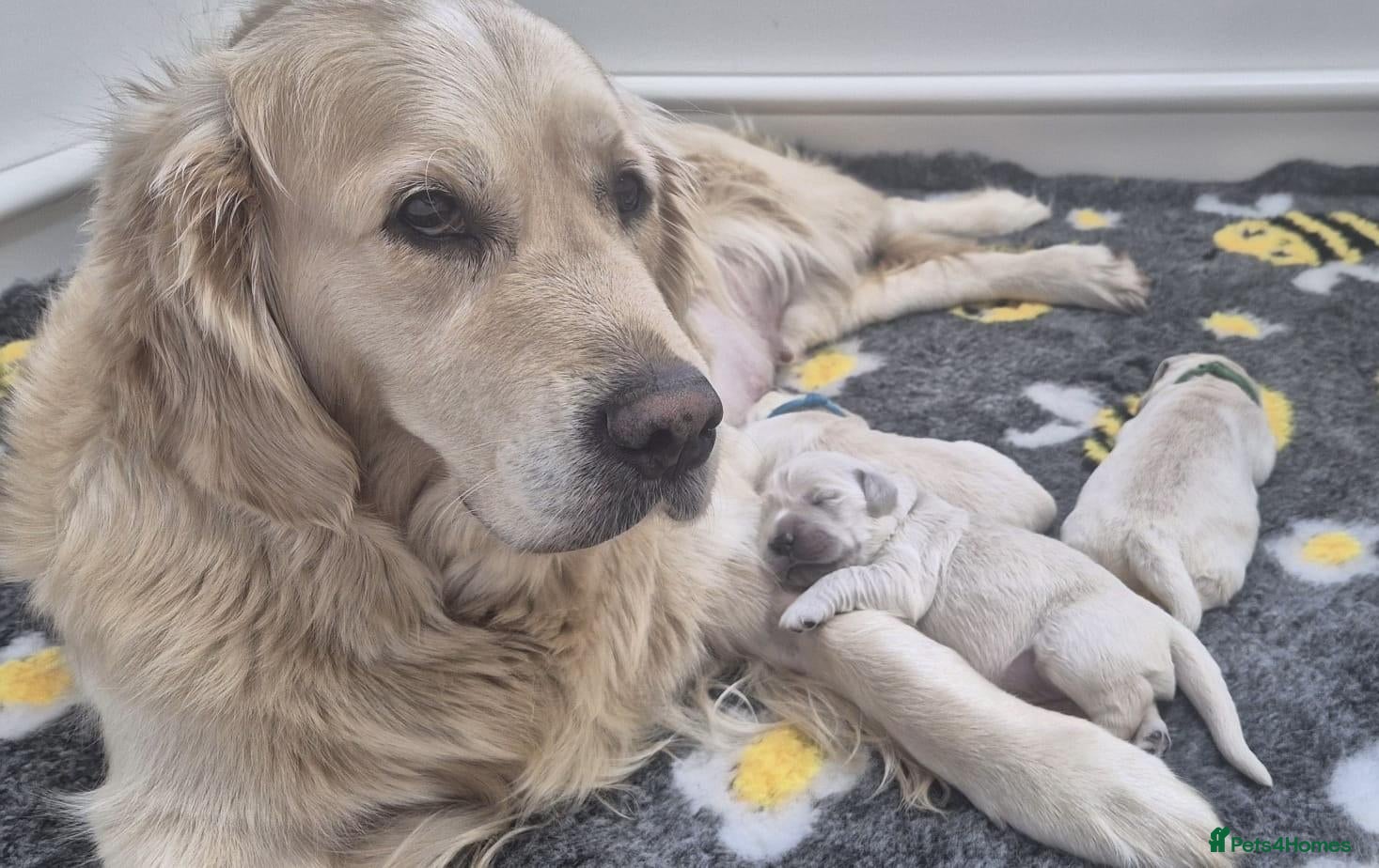 Golden Retriever dogs 1 little boy available  - Advert 8