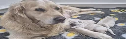 Golden Retriever dogs for sale: 1 little boy available  - Advert 1