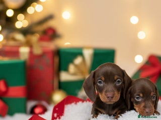 Miniature Dachshund dogs dachshund gorgeous,puppy they ready at 17th - Advert 2