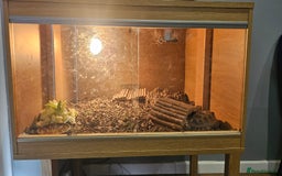 Tortoise reptiles for sale: 4YO (f) hermann & 3YO (f) spur tighed tortoise  - Image 6