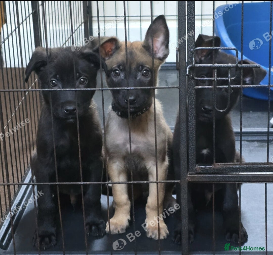 Belgian Shepherd Dog dogs for sale: Belgian malinois puppies KNVP  - Advert 7