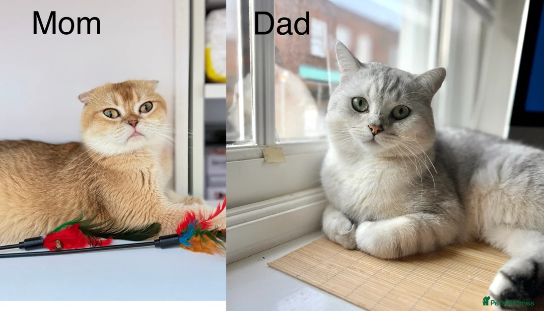 Scottish Fold cats for sale: Scottish Fold & Straight Kittens – 3 Girls 2 Boys - Advert 2