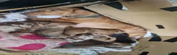 Miniature Dachshund dogs for sale: Miniature Dachshund pups - Advert 32