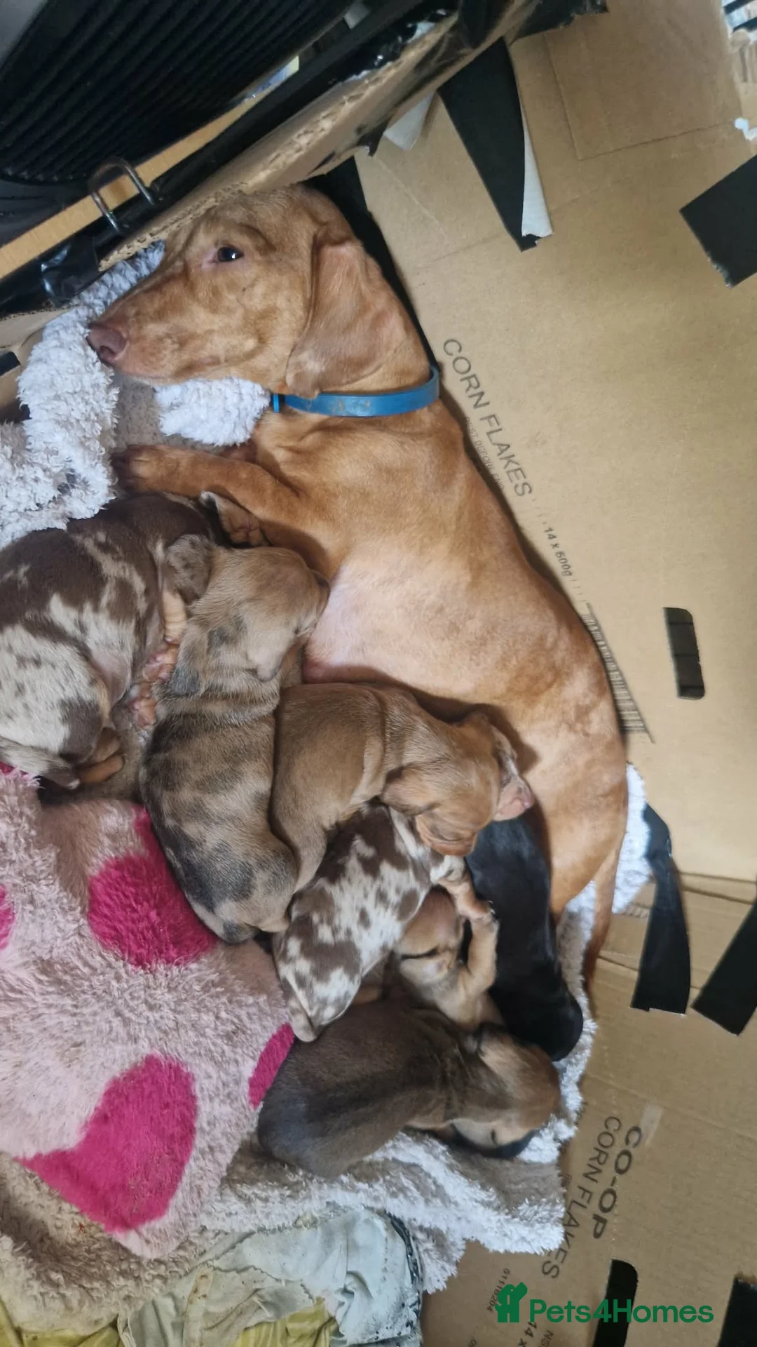 Miniature Dachshund dogs for sale: Miniature Dachshund pups - Advert 32