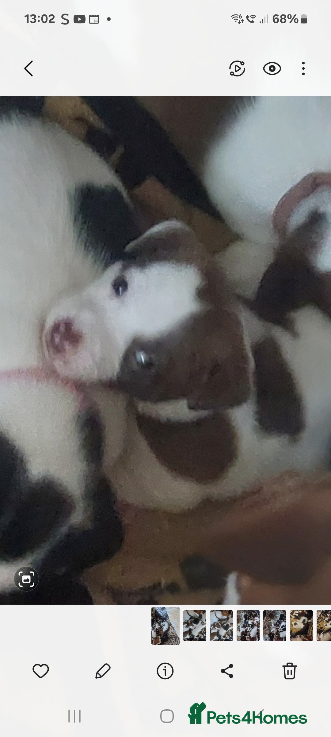 Jack Russell dogs for sale: Truly Superb  Russels - Advert 17