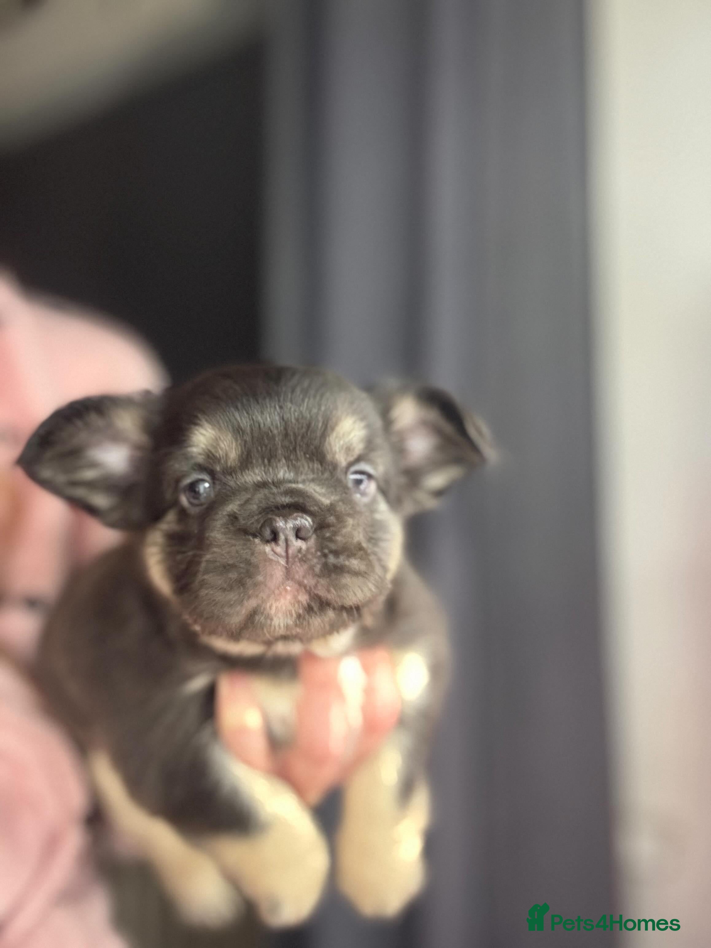 French Bulldog dogs HIGH QUALITY FLUFFY FRENCHIES  - Advert 12