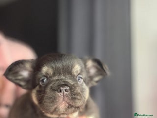 French Bulldog dogs HIGH QUALITY FLUFFY FRENCHIES - Advert 5
